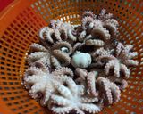 Hình bước làm 1 của món Bạch tuộc xào