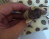 Foto langkah ke 7 dari resep Dadar gulung polkadot (kulit lembut).