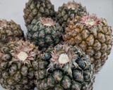 Foto langkah ke 1 dari resep Selai Nanas 🍍 Homemade untuk Nastar.