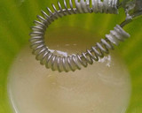 Foto del paso 7 de la receta: Rollos canela hojaldre