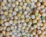 A picture of step 1 of Ragda Patties.