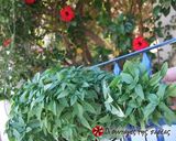 Φωτογραφία βήματος 3 της συνταγής Pesto, τη παρουσία κάπαρης