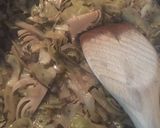 Foto del passaggio 2 della ricetta Anatra con cavolo verza al Barbaresco