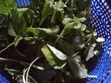 Sayur Bening