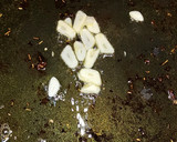 Foto del paso 4 de la receta: Arroz con conejo