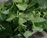 Foto langkah ke 2 dari resep Tumis hebi daun ubi jalar.