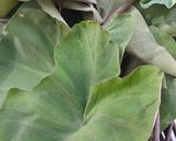 A picture of step 1 of Colocasia Leaves/Patod/Patra/Arbi ke patte.