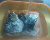 Foto langkah ke 1 dari resep Gulai Ikan Mas Ala Rm. Padang.