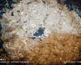 Foto del paso 5 de la receta: Berenjenas gratinadas de gambas y langostinos