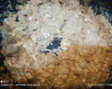 Foto del paso 5 de la receta: Berenjenas gratinadas de gambas y langostinos