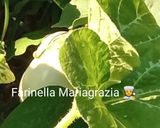 Foto del passaggio 1 della ricetta Polpette di melanzane km zero filanti alla Pugliesefilanti👩‍🍳🏡🦁❤️