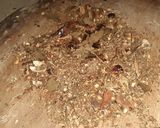 ভাজা মশলা(bhaja masala recipe in Bengali) রেসিপির ধাপ 3 ছবি