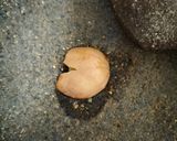 Foto langkah ke 1 dari resep Semur Jengkol Betawi.