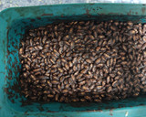 Foto del paso 4 de la receta: Turrón de chocolate tipo Suchard