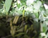 બેસન ભાજી (Besan bhaji Recipe in Gujarati) રેસીપી સ્ટેપ2ફોટો