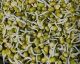 A picture of step 1 of Sprouted Mung Kabab.