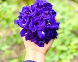 Hình bước làm 1 của món Chè Bột Lọc Hoa Đậu Biếc