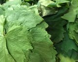 A picture of step 1 of Grape Leaf Preserving Methods.