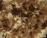 Foto del paso 6 de la receta: Tarta de manzana