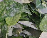 Foto langkah ke 1 dari resep ❣️ Sayur Bening Katuk (praktis).