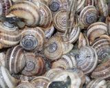 Foto del paso 2 de la receta: Caracoles con salsa