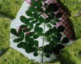 Foto langkah ke 7 dari resep Bolu daun kelor.