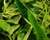 Foto langkah ke 1 dari resep Plencing Kangkung Khas Lombok.