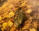A picture of step 4 of Mochar ghonto (banana flower curry).