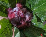 Foto langkah ke 1 dari resep Tongseng Daging Kambing Tanpa Santan.