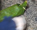 Foto langkah ke 6 dari resep ⚘️Pepes Tempoyak Ikan Patin⚘️.