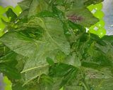 Foto del paso 1 de la receta: Guiso de bledo y zucchini 🍃✔