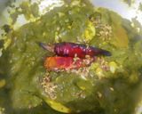 A picture of step 8 of Egg spinach curry.