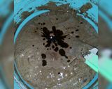 Foto langkah ke 6 dari resep Bronies rich chocolate.