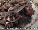 Foto langkah ke 3 dari resep Cumi hitam gurih.