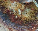 Foto langkah ke 4 dari resep Sambal teri kering super pedas.