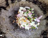 লাল শাক ভাজা (Lal sak vaja receipe in Bengali) রেসিপি ধাপ - 1 ছবি