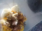 Licuado mix de frutas