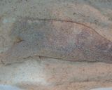 Foto del paso 2 de la receta: Salmón criollo empanado, con verduras, al horno(súper sano, sin sal)
