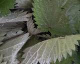Nettle and mint pesto recipe step 1 photo
