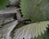 A picture of step 1 of Nettle and mint pesto.