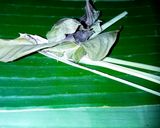 Foto langkah ke 6 dari resep Pepes Ikan Belanak Sambal Pencit (Mangga Muda).