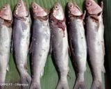 Foto langkah ke 2 dari resep Sate bandeng khas Banten.