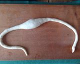 A picture of step 8 of German Lye Pretzels - Laugenbrezel [Bakery Recipe].