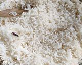 A picture of step 3 of Black Chana Biriyani.