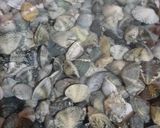 صورة لخطوة 2 من وصفة شوربة الجندوفلي الرهيبة 🐚