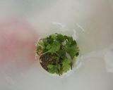 A picture of step 2 of Green raita.