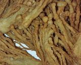 Foto langkah ke 4 dari resep Jamur enoki goreng.