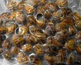 A picture of step 2 of Mike's Escargots À La Bourguignonne & Parsley Salad.