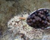 செட்டிநாடு மட்டன் சுக்கா(Chettinadu mutton sukka recipe in tamil) ரெசிபி ஸ்டேப் 2 புகைப்படம்