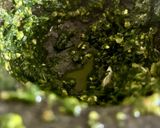 Une image de l'étape 2 de Pesto pasta basta.
